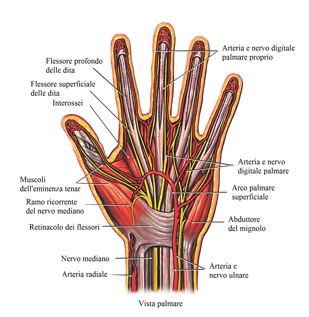 anatomia-mano